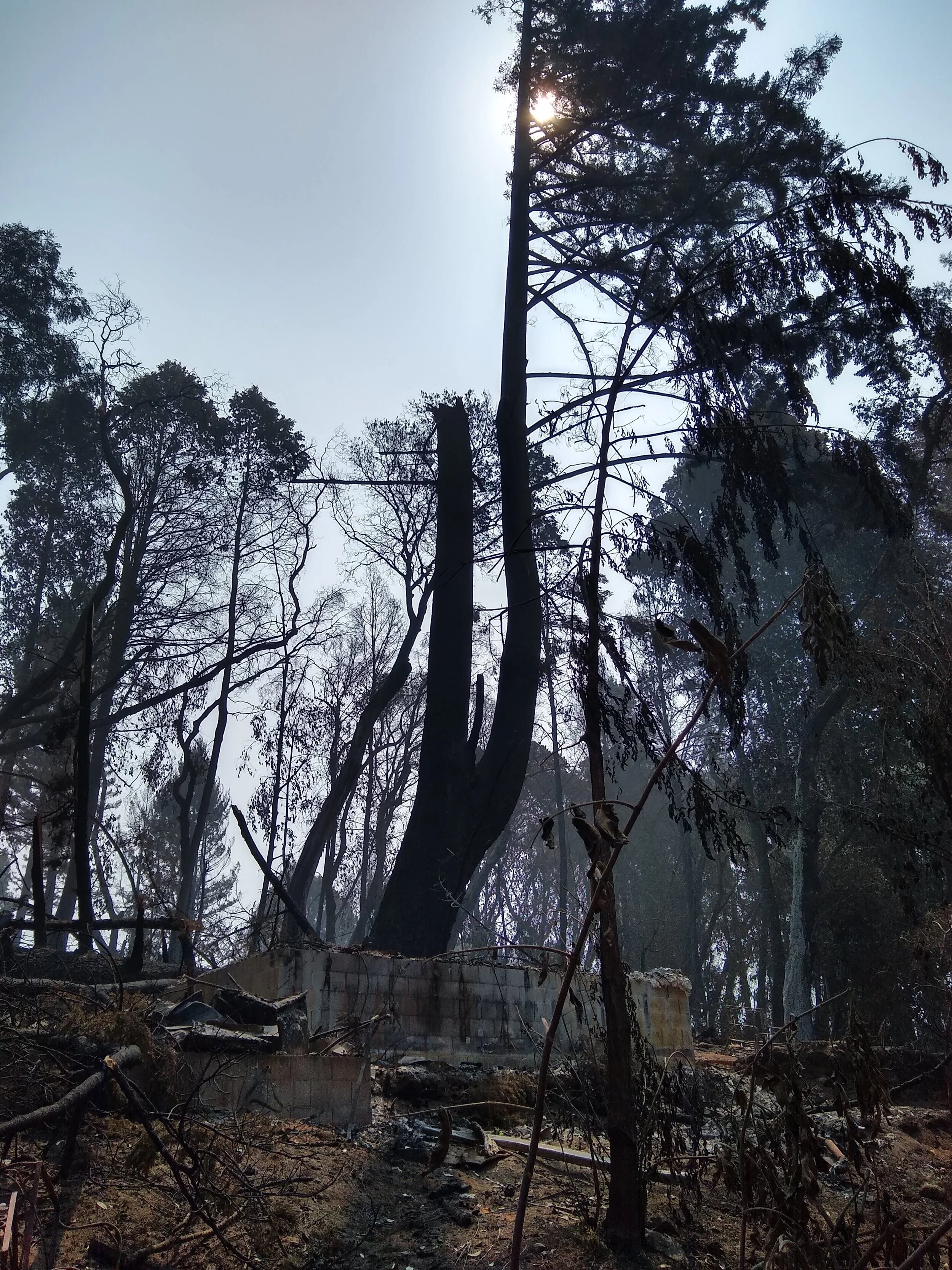 A Eulogy for a Tree
