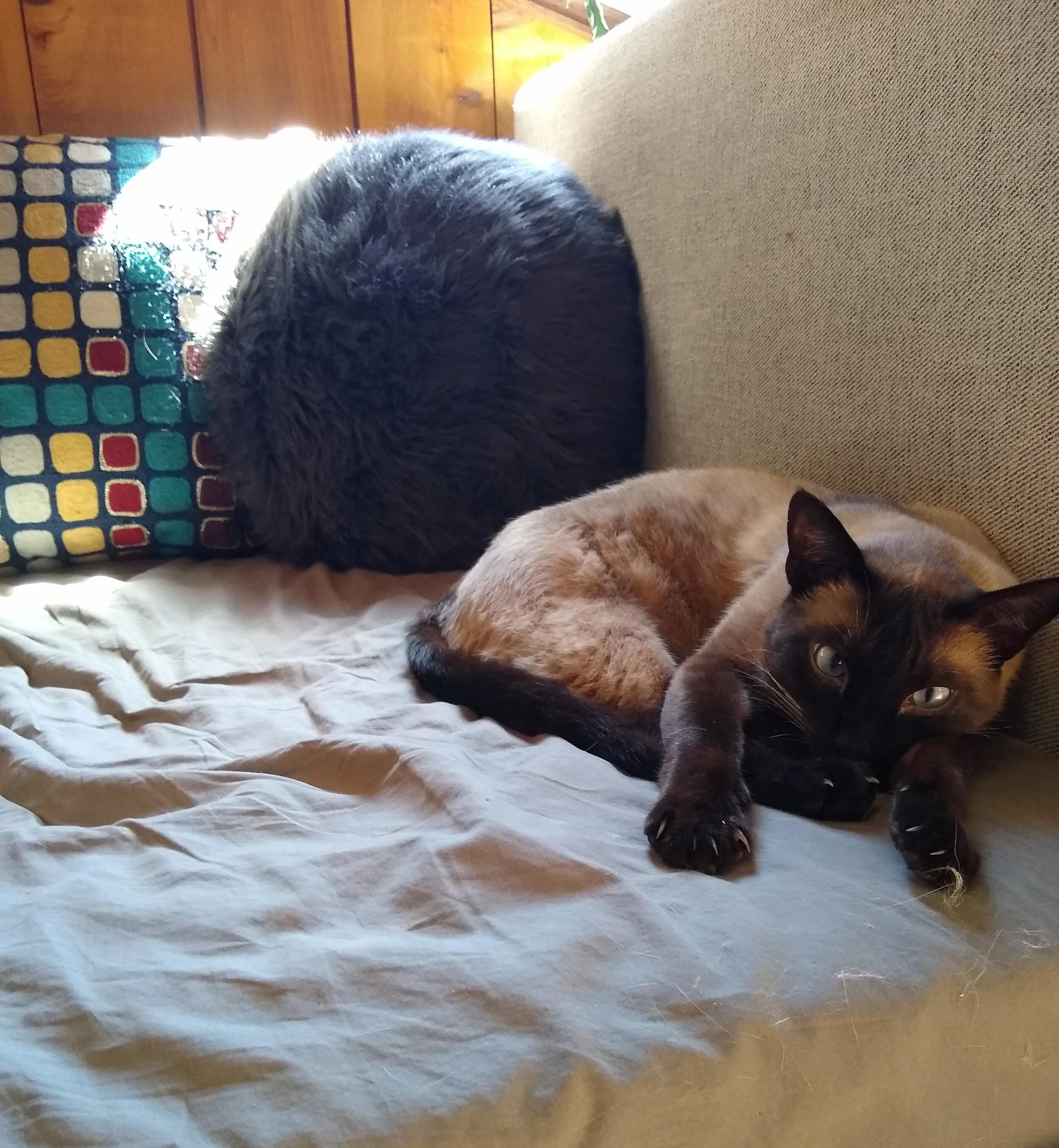 It's Not My Cat