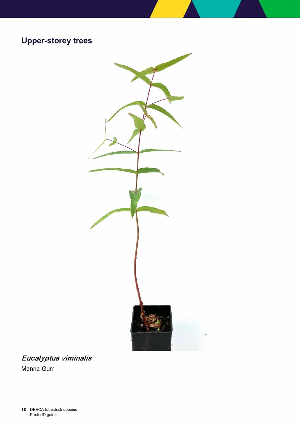 Seedlings More Trees for a Cooler Greener West — Environment Education