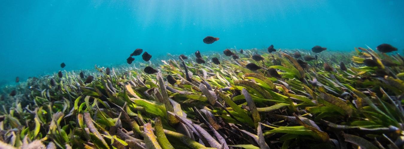 World Seagrass Day