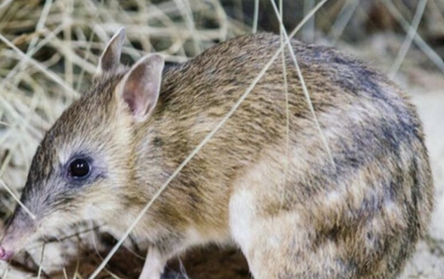Lightning PD Series: Engaging your students in Threatened Species Day