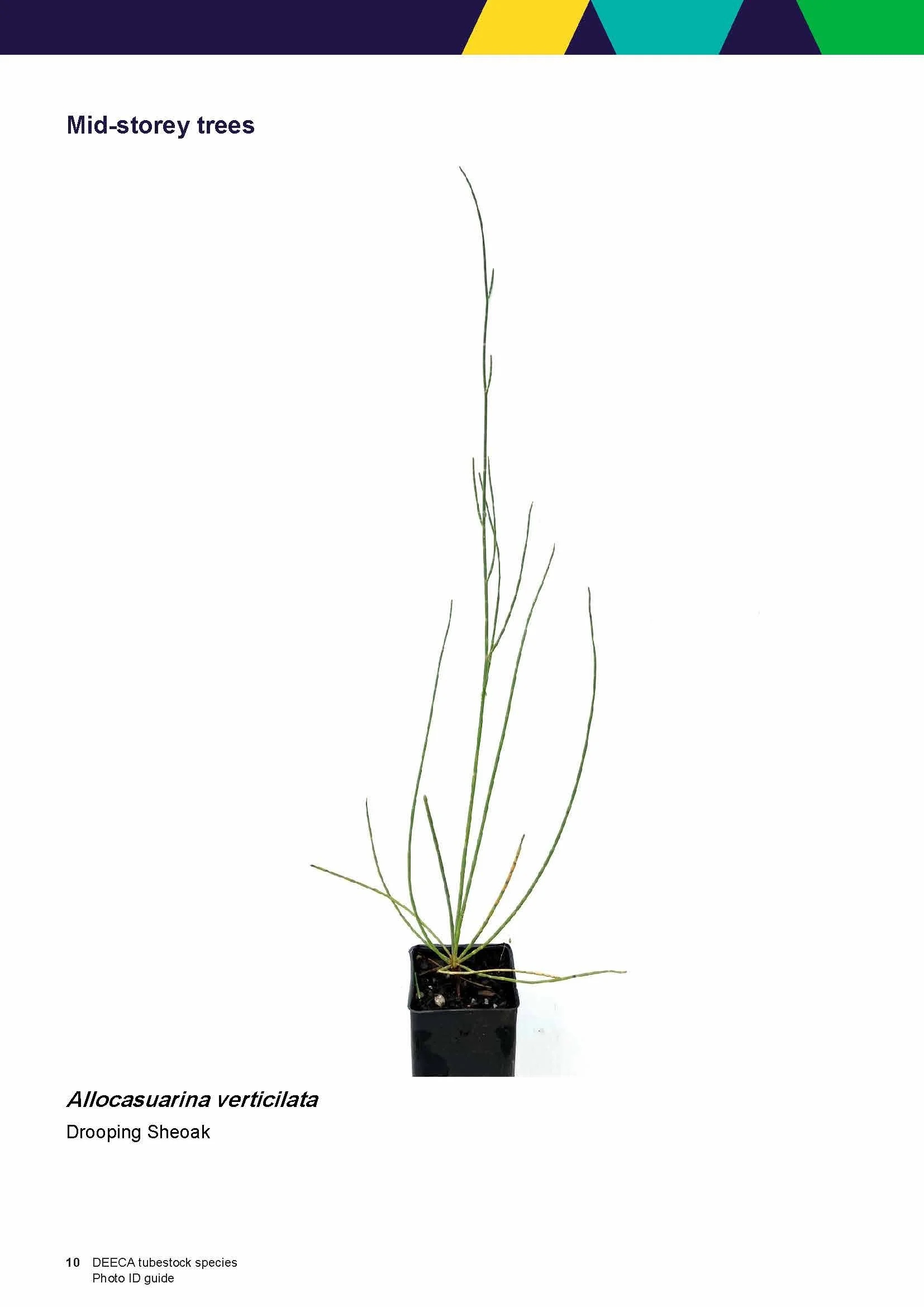 Seedlings More Trees for a Cooler Greener West — Environment Education