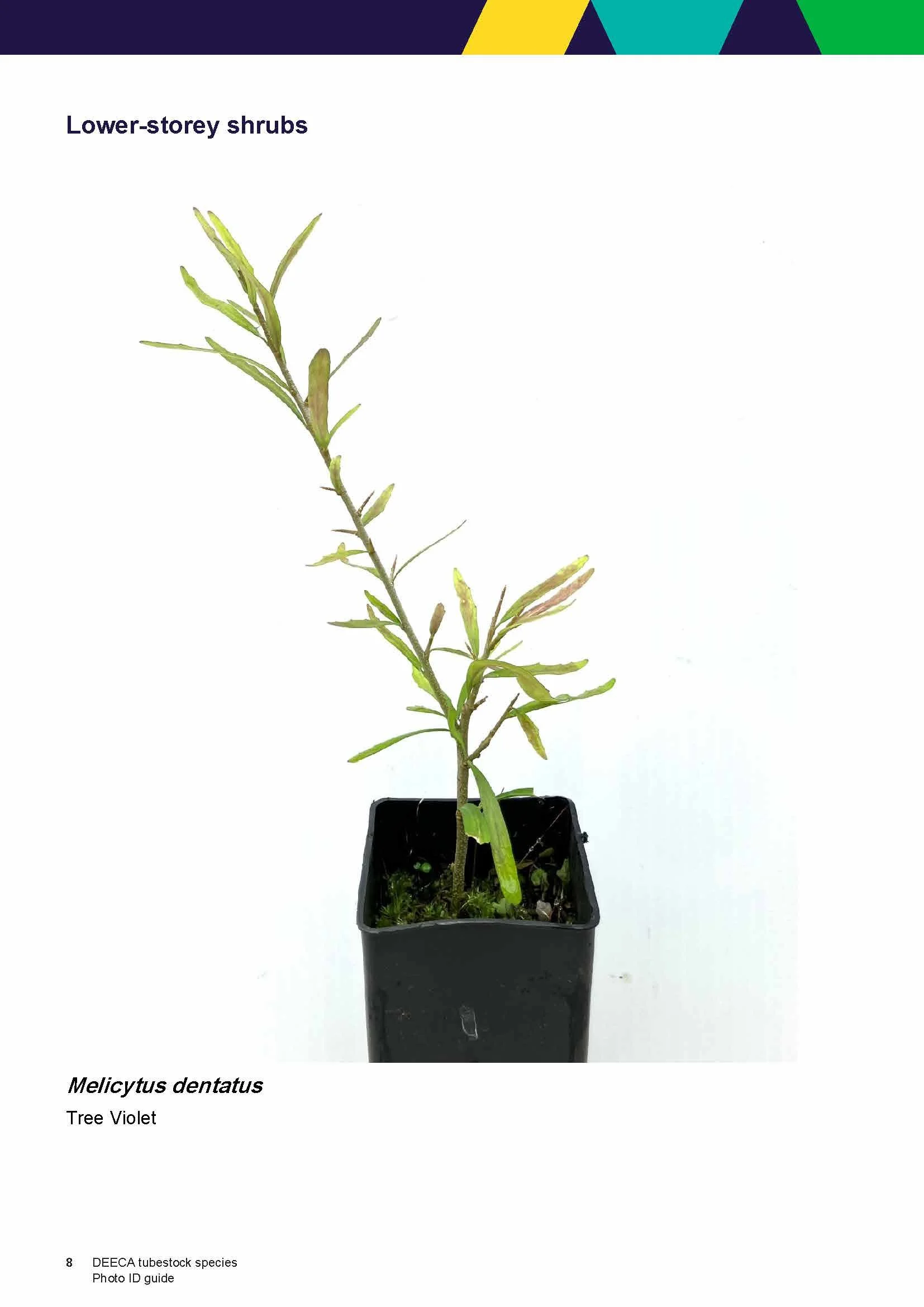 Seedlings More Trees for a Cooler Greener West — Environment Education