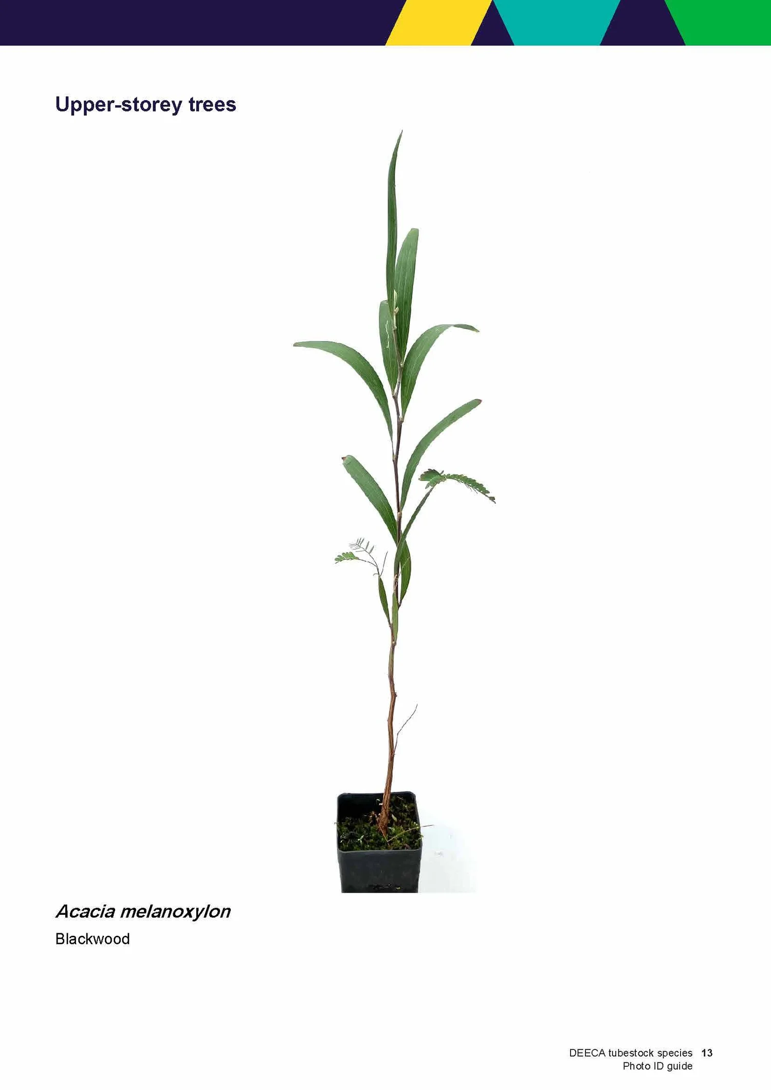 Seedlings More Trees for a Cooler Greener West — Environment Education