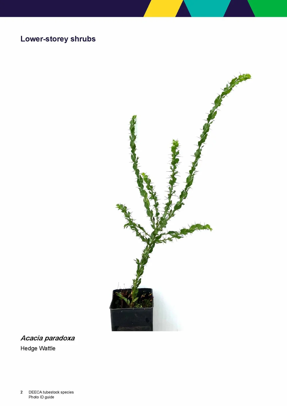 Seedlings More Trees for a Cooler Greener West — Environment Education