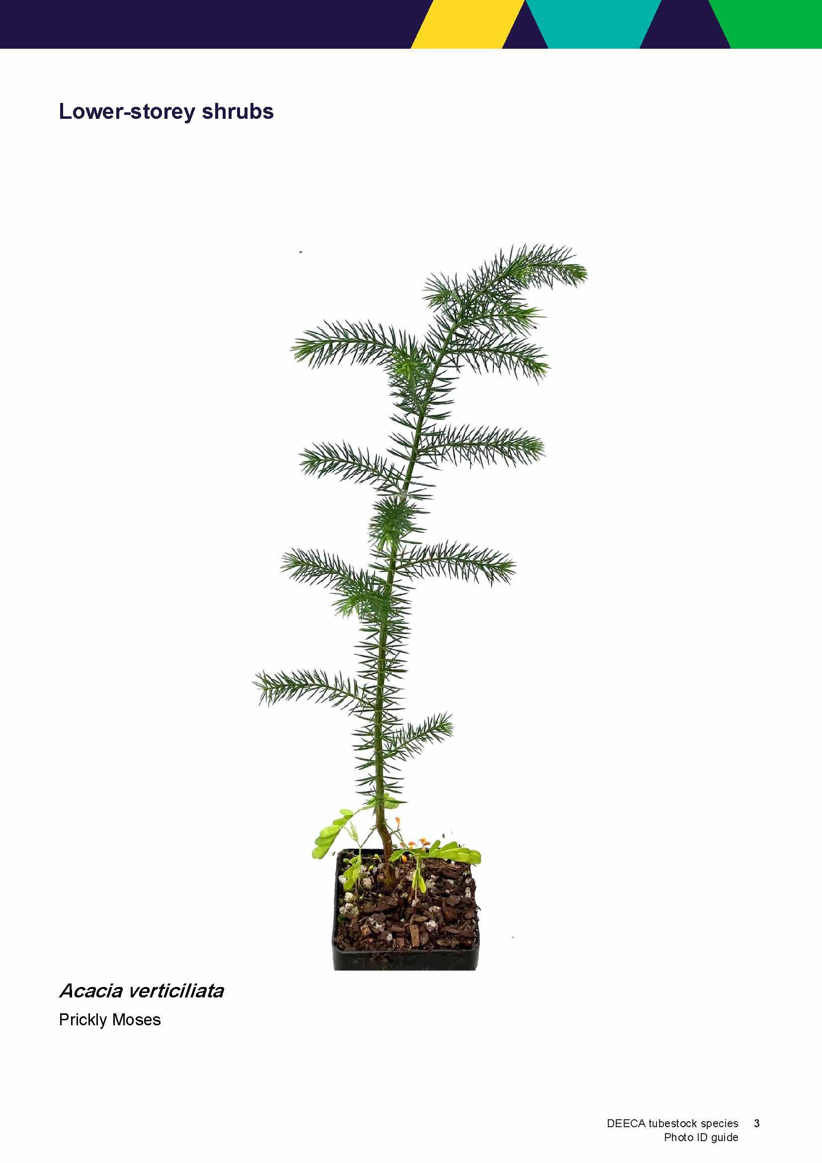 Seedlings More Trees for a Cooler Greener West — Environment Education