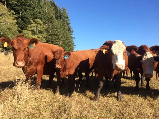Butler Creek Farm