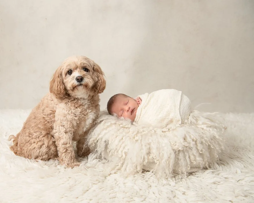 Brighton Newborn photograper Melbourne image of a  swaddled sleeping on a cushion with a caboodle puppy sitting next to her