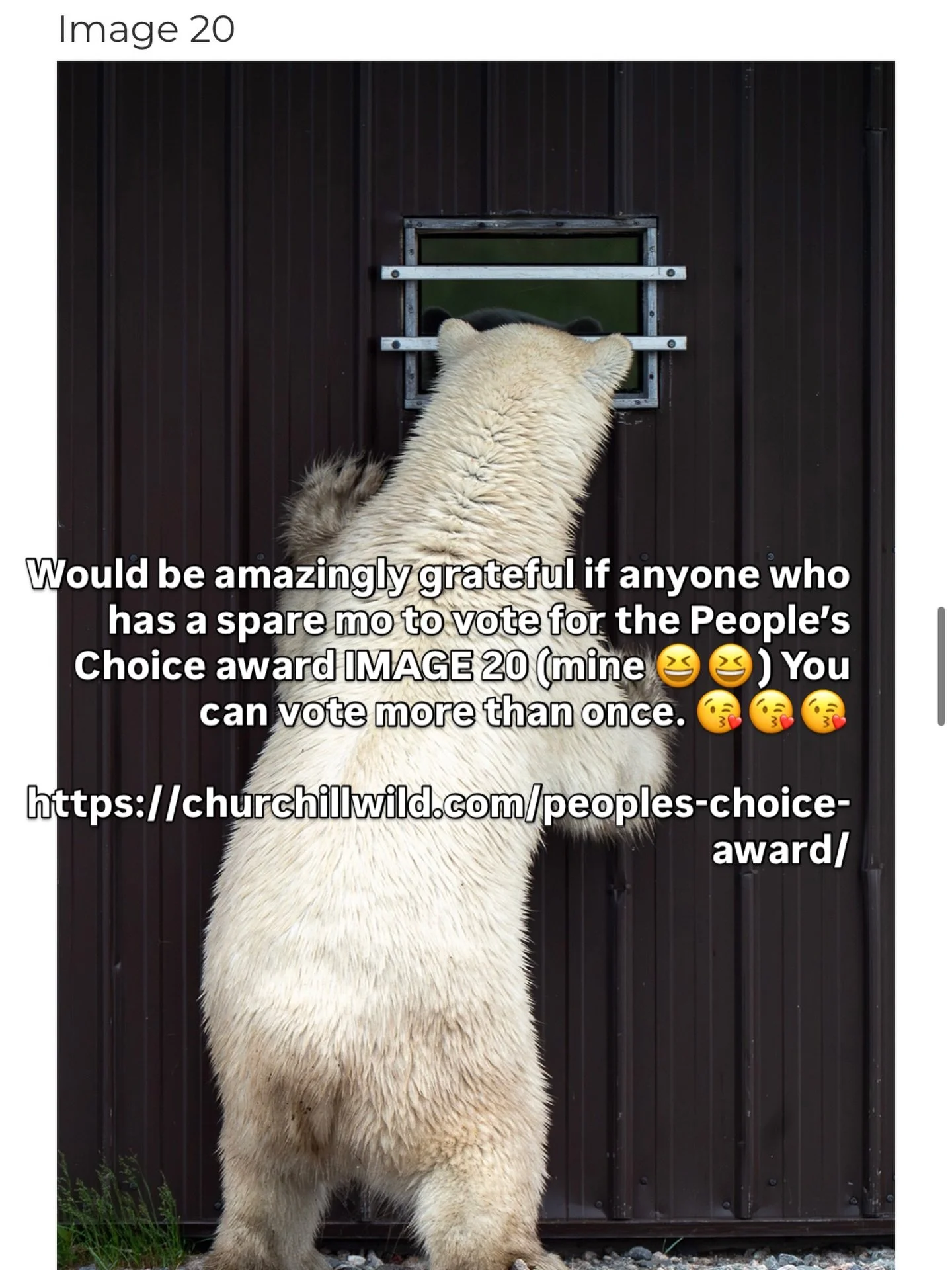 Would be amazingly grateful if anyone who has a spare mo to vote for the People&rsquo;s Choice award IMAGE 20 (mine 😆😆) You can vote more than once. 😘😘😘

https://churchillwild.com/peoples-choice-award/