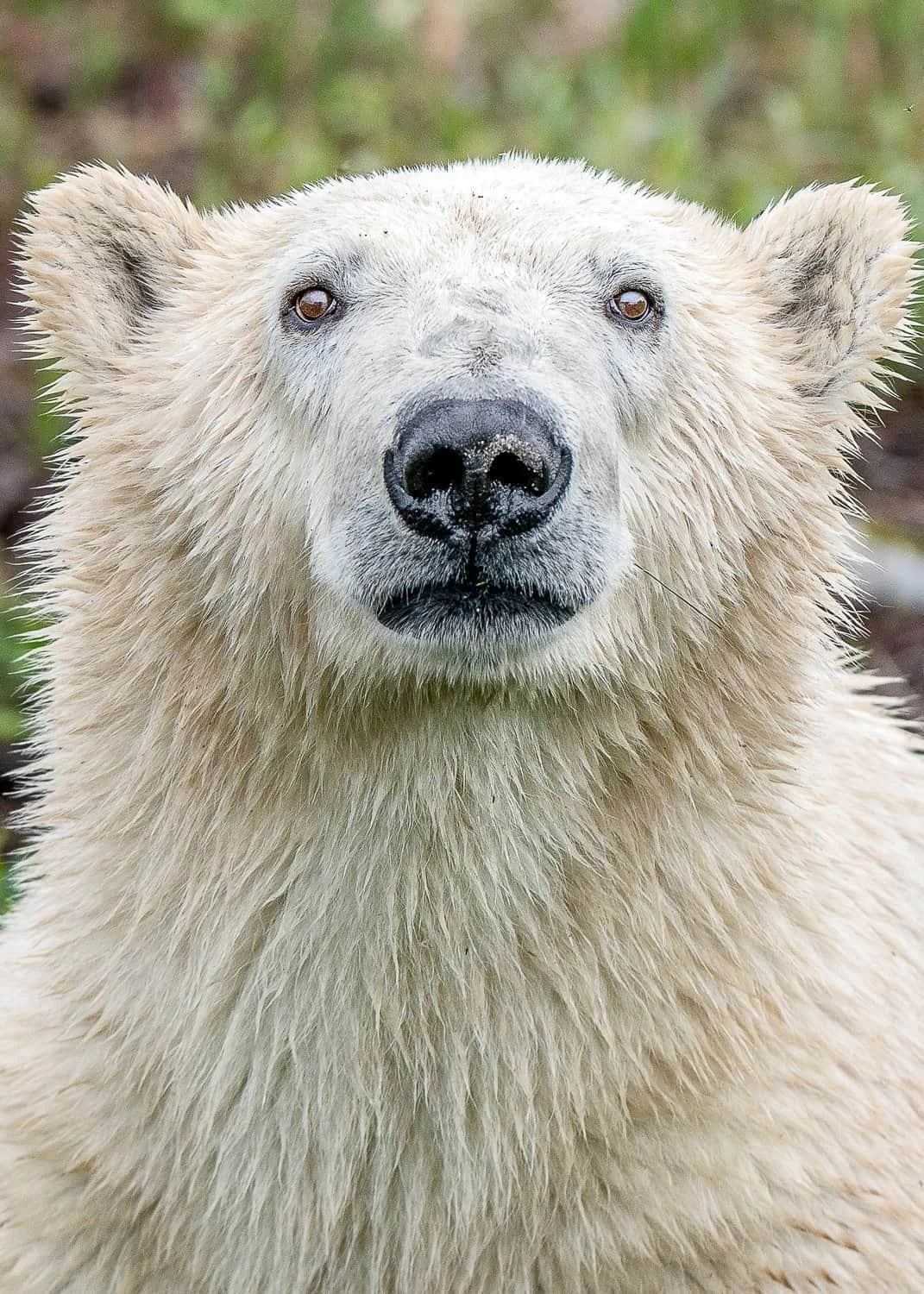 Walking With Wild Polar Bears:  A Churchill Wild Adventure