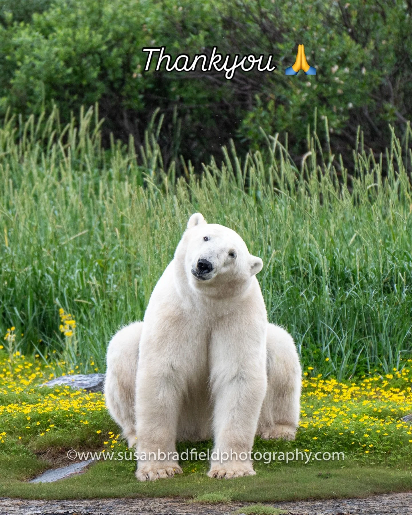 Thankyou so much to the people who took the time to vote for my image in the Churchill Wild Photo Comp. I am happy to say the standing polar bear image was awarded third place in the People&rsquo;s Choice Award. This image received an honorable menti