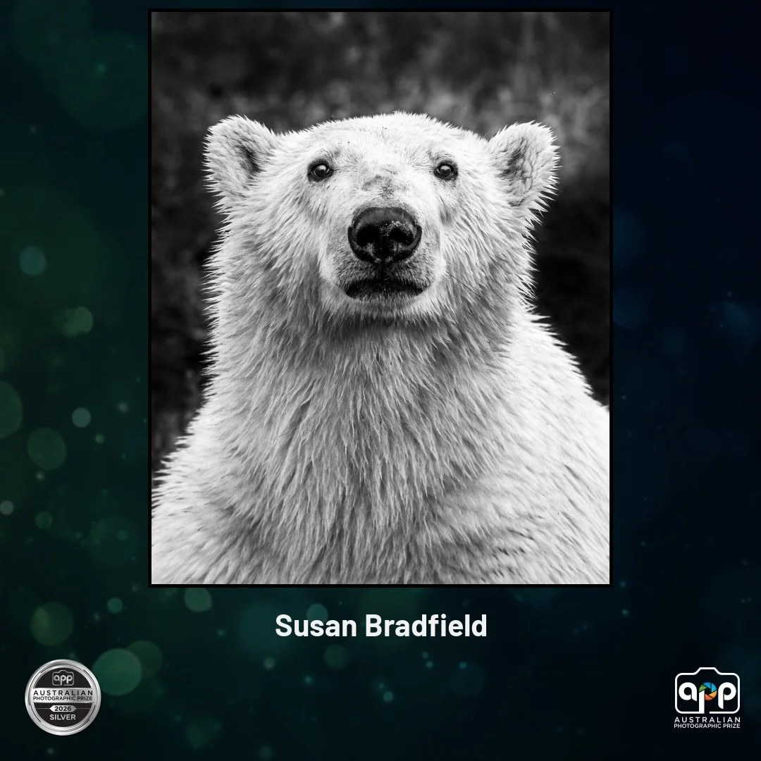 Really thrilled that I was awarded 2 silver with distinctions, 1 silver and a highly commended at the recent Australian Photographic Prize. This was the first time I felt confident enough to submit to these awards and I have learnt heaps through the 