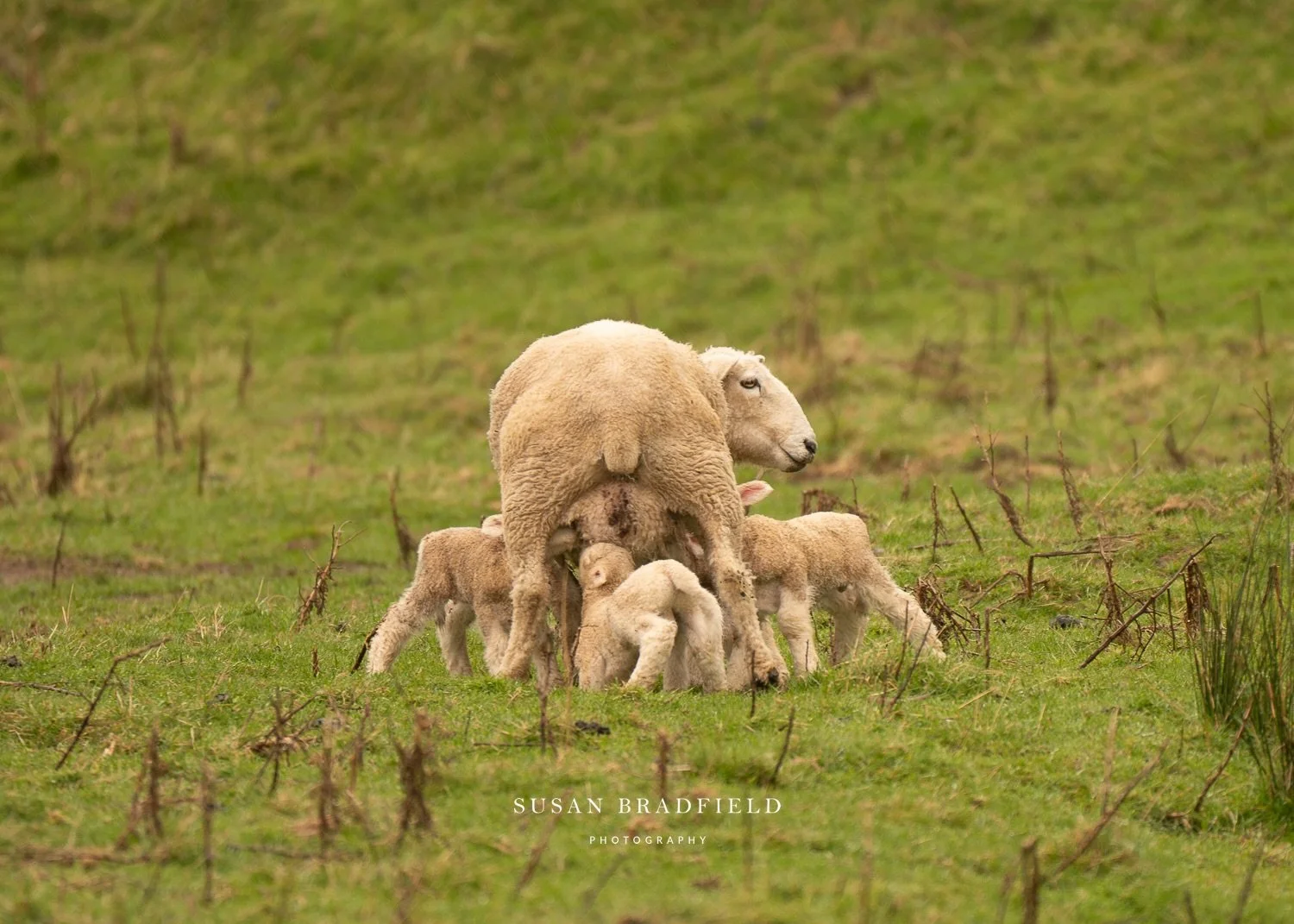 Mothering four babies at once&hellip; 😳🐑