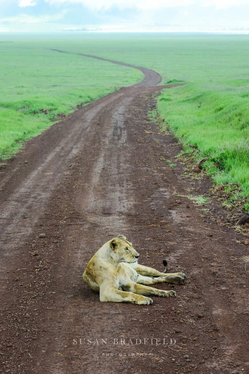 Susan%2BBradfield%2BPhotography%252C%2Blion%2Bon%2Bpathway%2Bin%2BAfrica_compressed_compressed.jpg