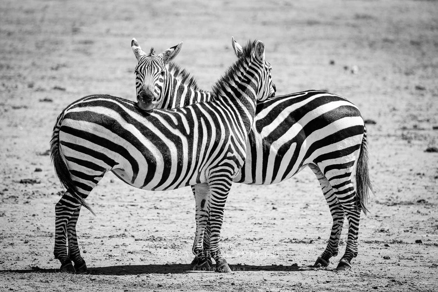 Susan Bradfield Photography image of two interlinked Tanzanian zebras.