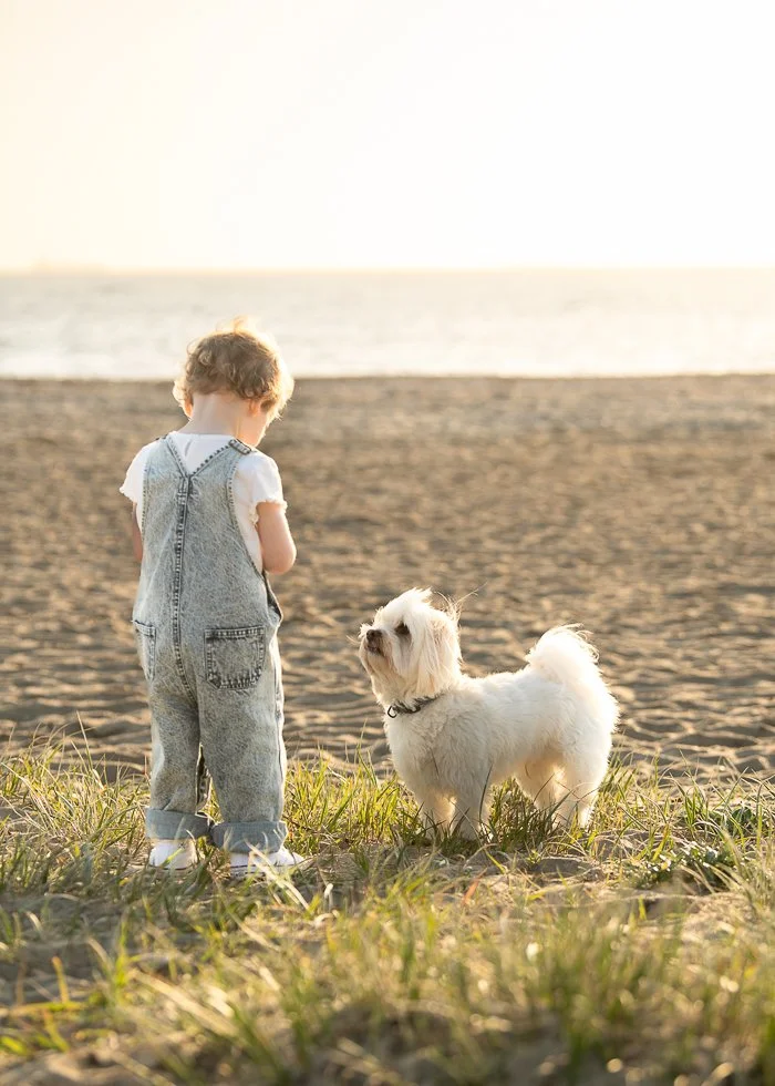 A toddler girl wearing denim overalls looking away from the camera  at the beach with her little white dog