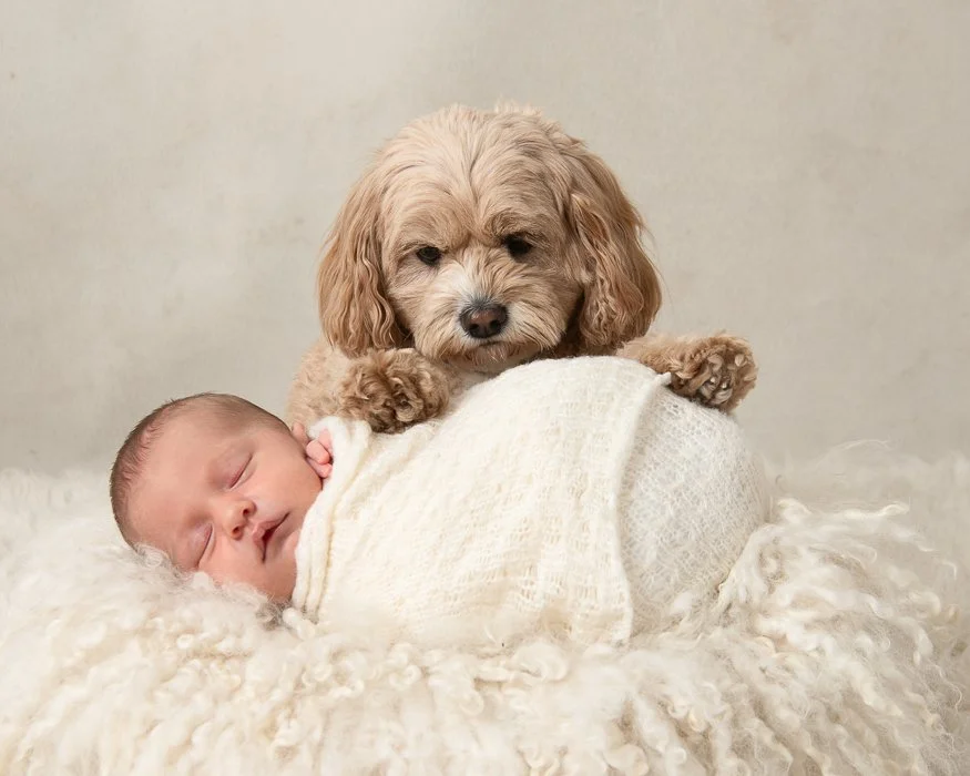 Bayside Newborn photographer melbourne image of a  baby swaddled and sleeping with a puppy resiting on her and looking down at her
