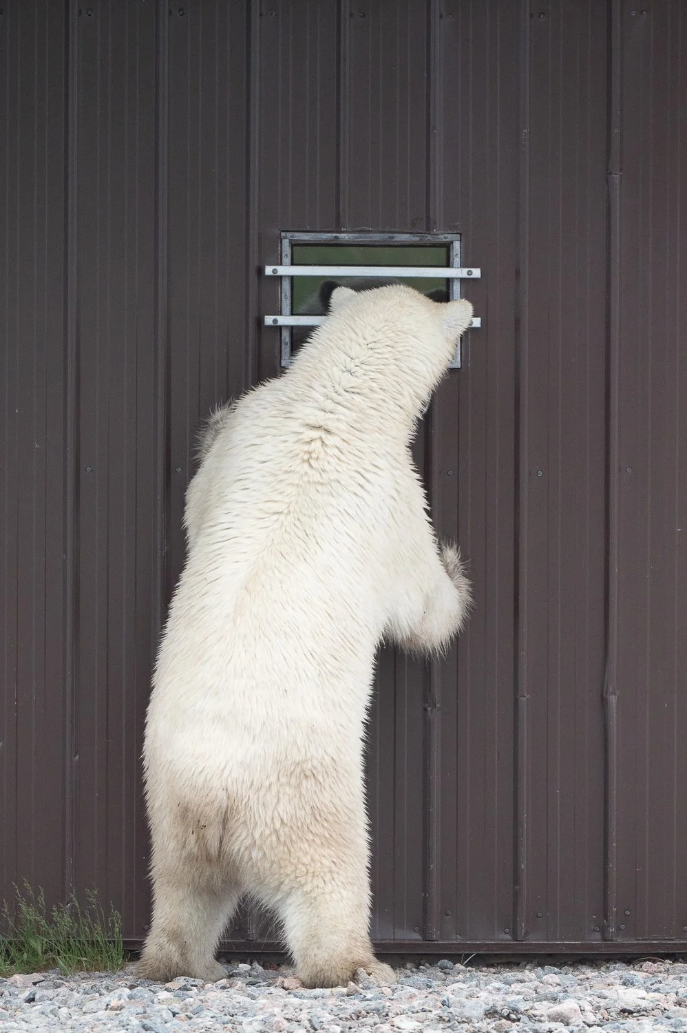Susan Bradfield Photography Image of the rear of a polar bear standing peering into a shed window