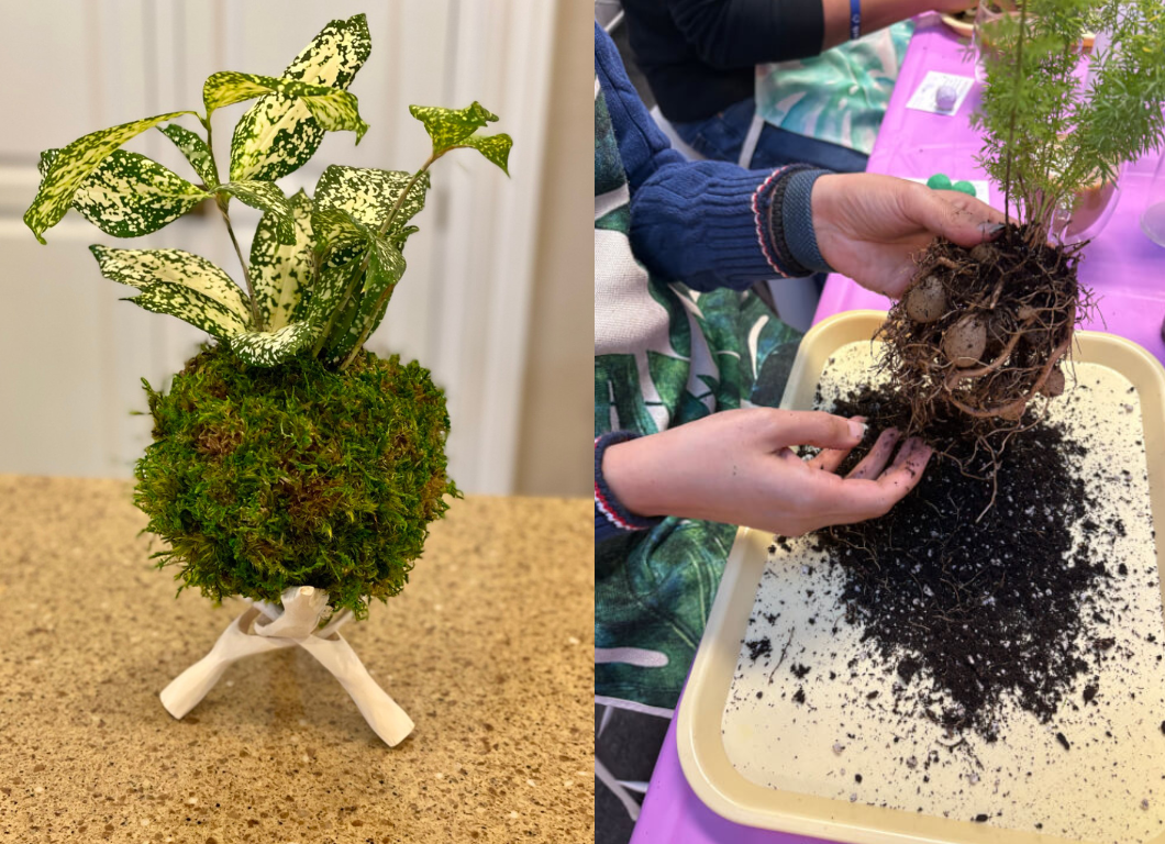 Kokedama Making - Oct 6