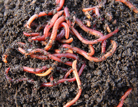Red Worms Eisenia Fetida (1000 worms) — Curbside Composter