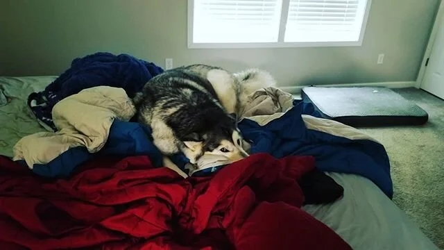 Dude I don't know what happened but someone came in here and messed up all the blankets! I am just making sure it doesn't happen again! #tiberonpnw #alaskanmalamute #freyafridays #malamute #naps