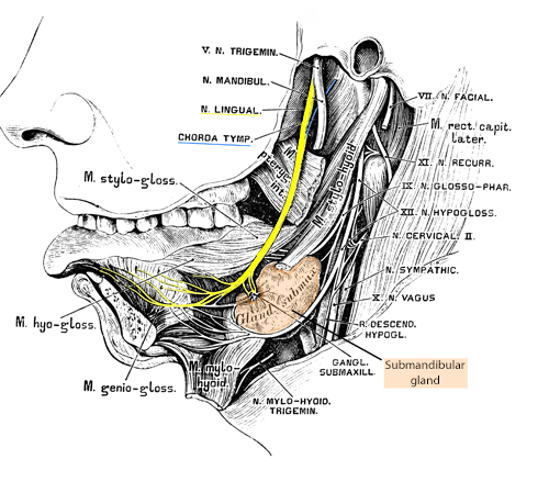 Lingual nerve injury and dysfunction | doctorlansford.com