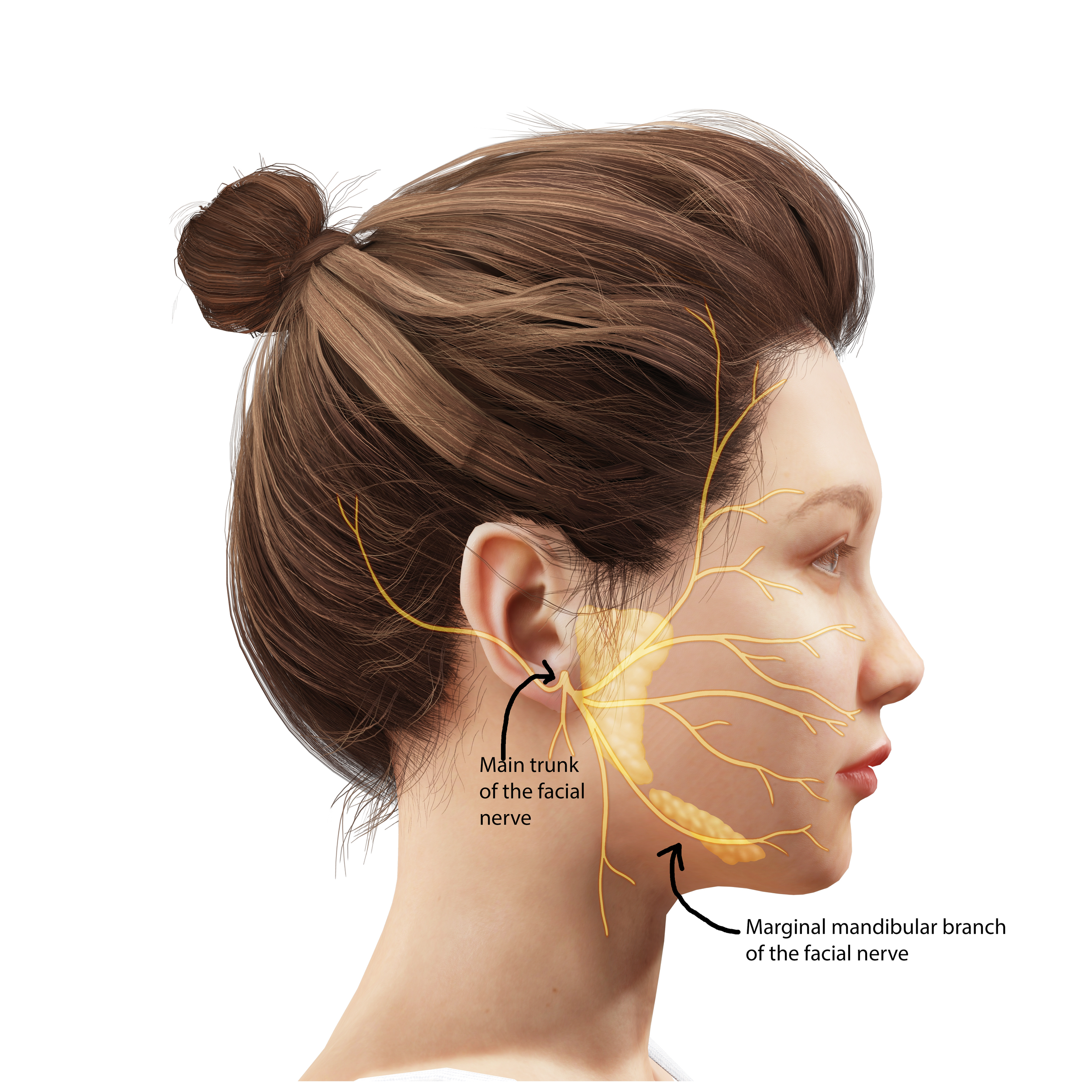 Mandibular Nerve