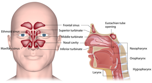 Anatomy of the Nose and Sinuses - DoctorLansford.com