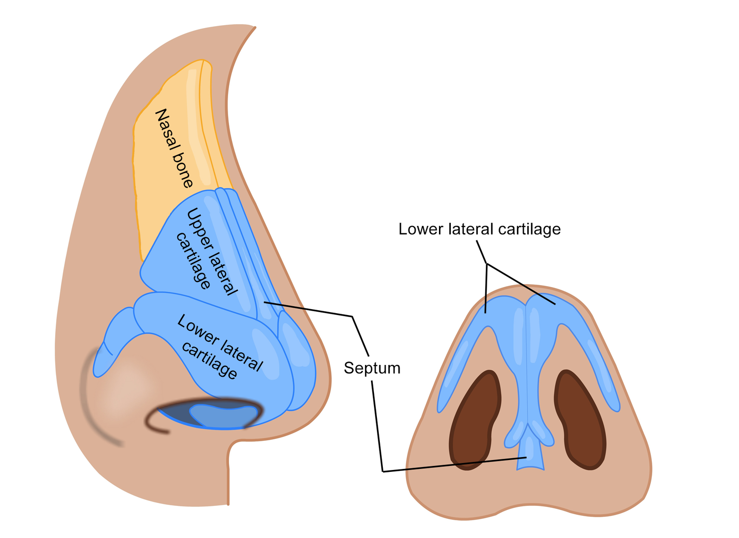Anatomy of the Nose and Sinuses - DoctorLansford.com