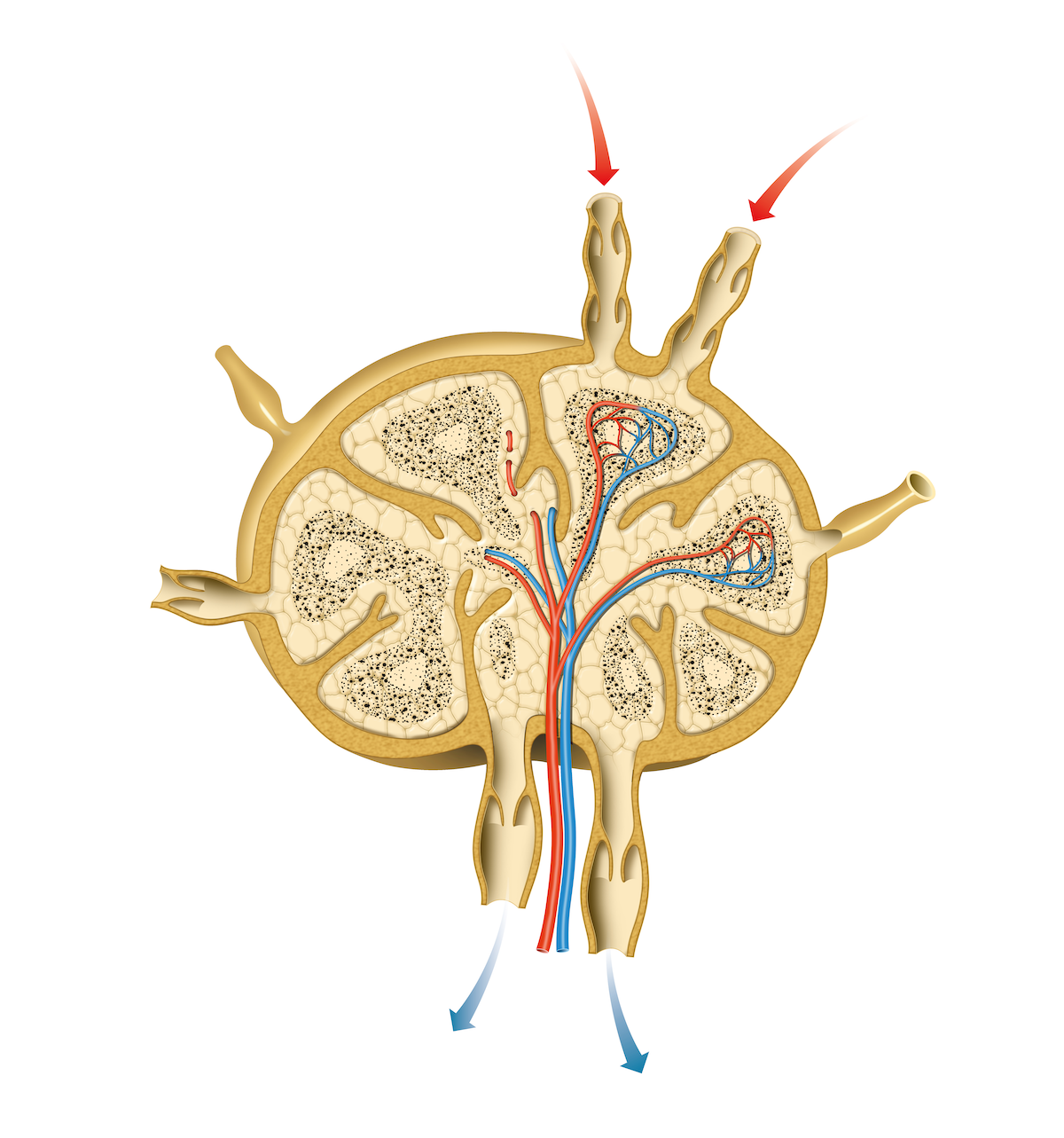 Lymph Netz Lymph node | doctorlansford.com