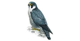 Have You Seen A Peregrine Falcon Today?