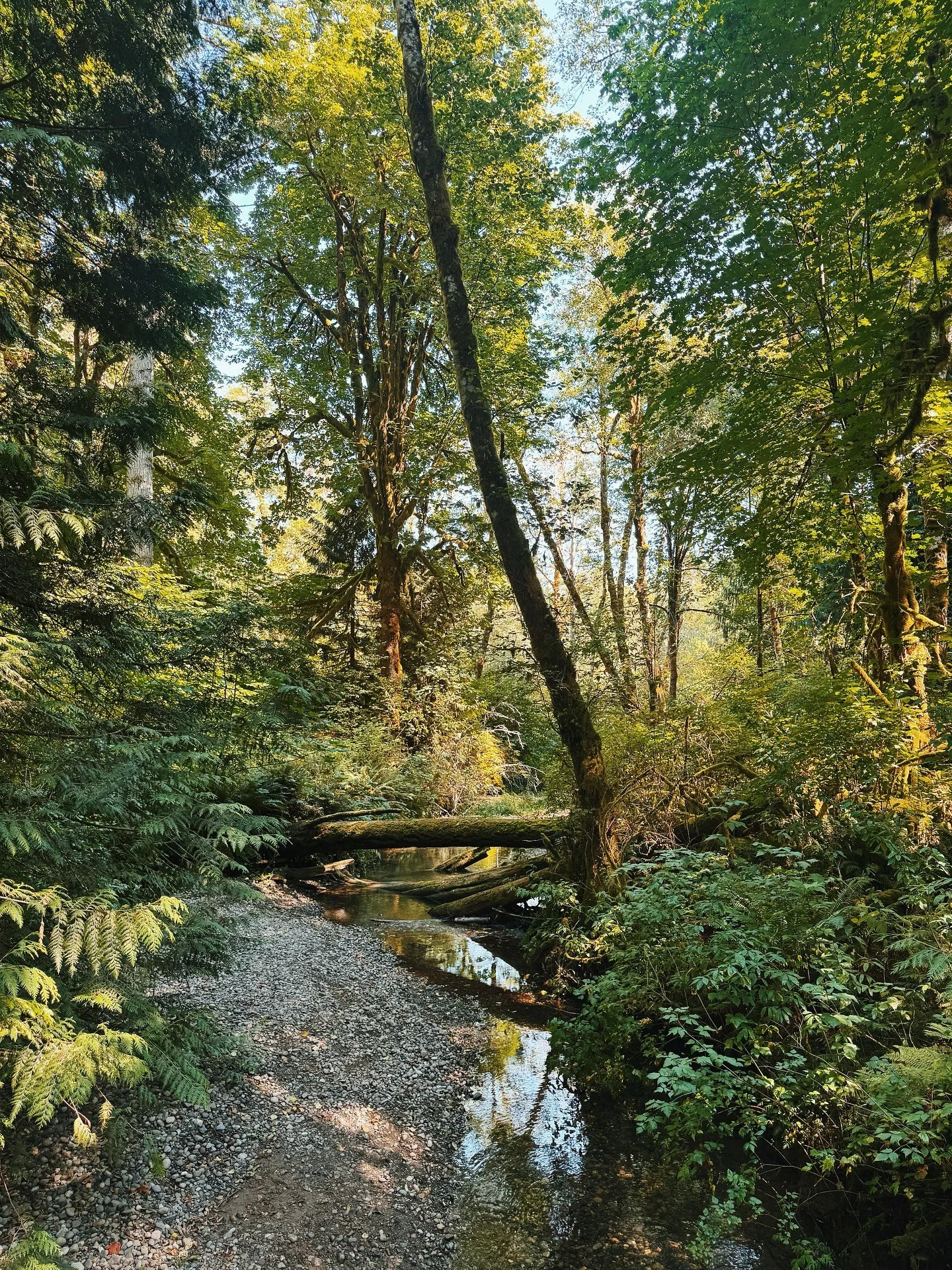Local bites, cutie walks, 10/10 company. Summer, you were sweet till the very end. 🌤️
#lifestyleblogger #lifestylevlogger #seattlewa #seattleblogger #olympiawa #olywa #summerdays #summervibes #summer2025
Sea