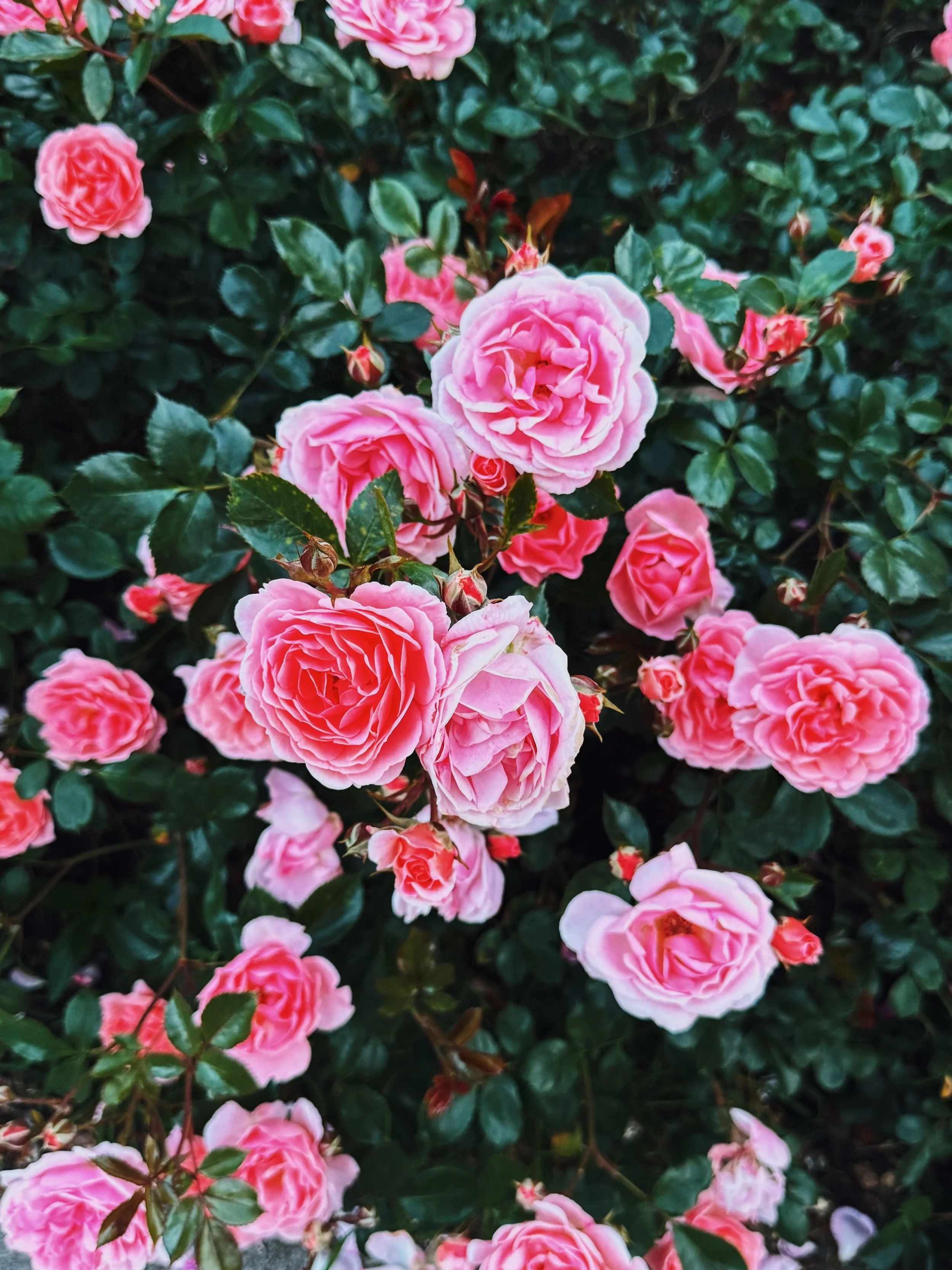Can we get a little commotion for the rose garden!? 🌹😮&zwj;💨👌🏼