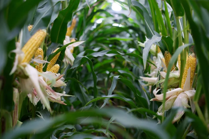 The Ultimate guide to Forage Maize