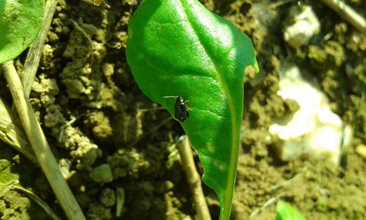 How can we manage the Cabbage Stem Seed Beetle risk?