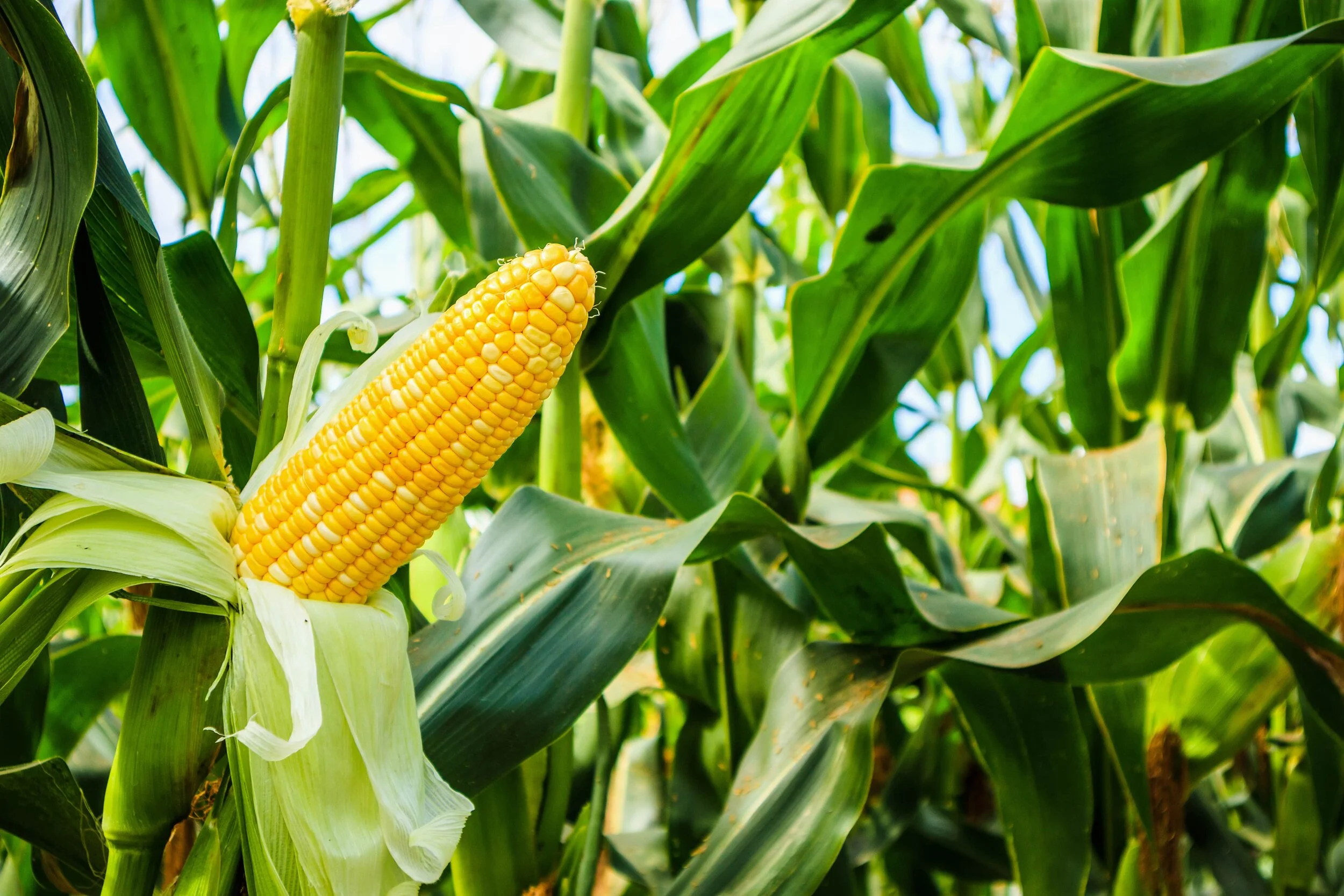Maize seed prices released for 2020