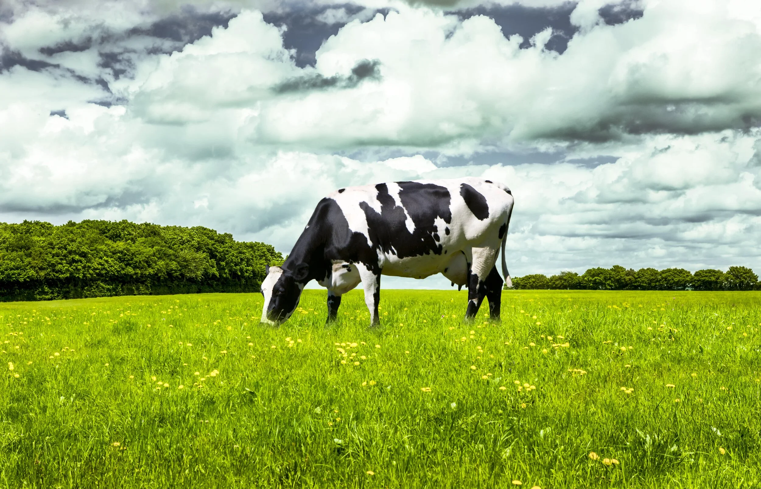 The Ultimate Guide to Grassland