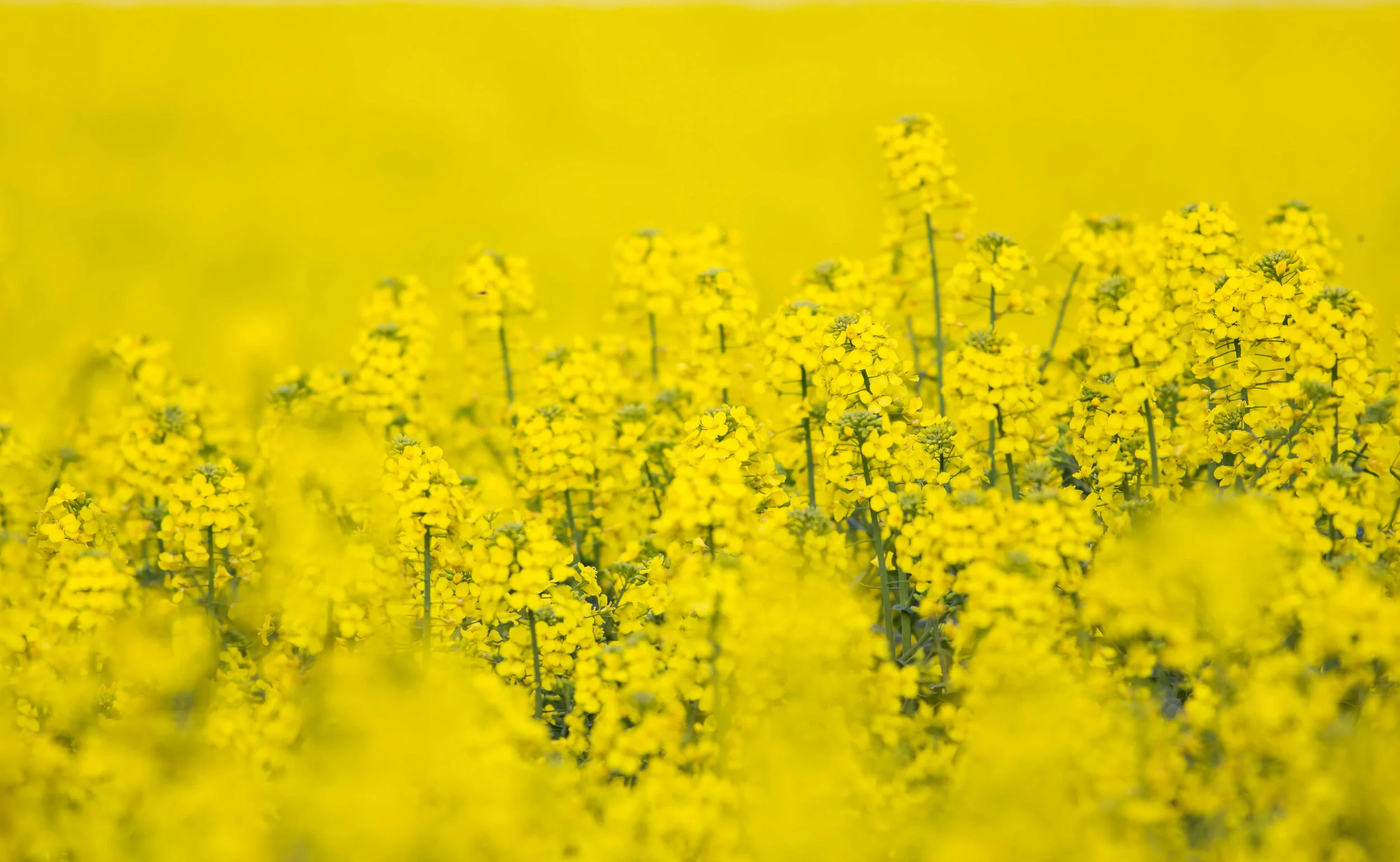 Winter Oilseed Rape Options