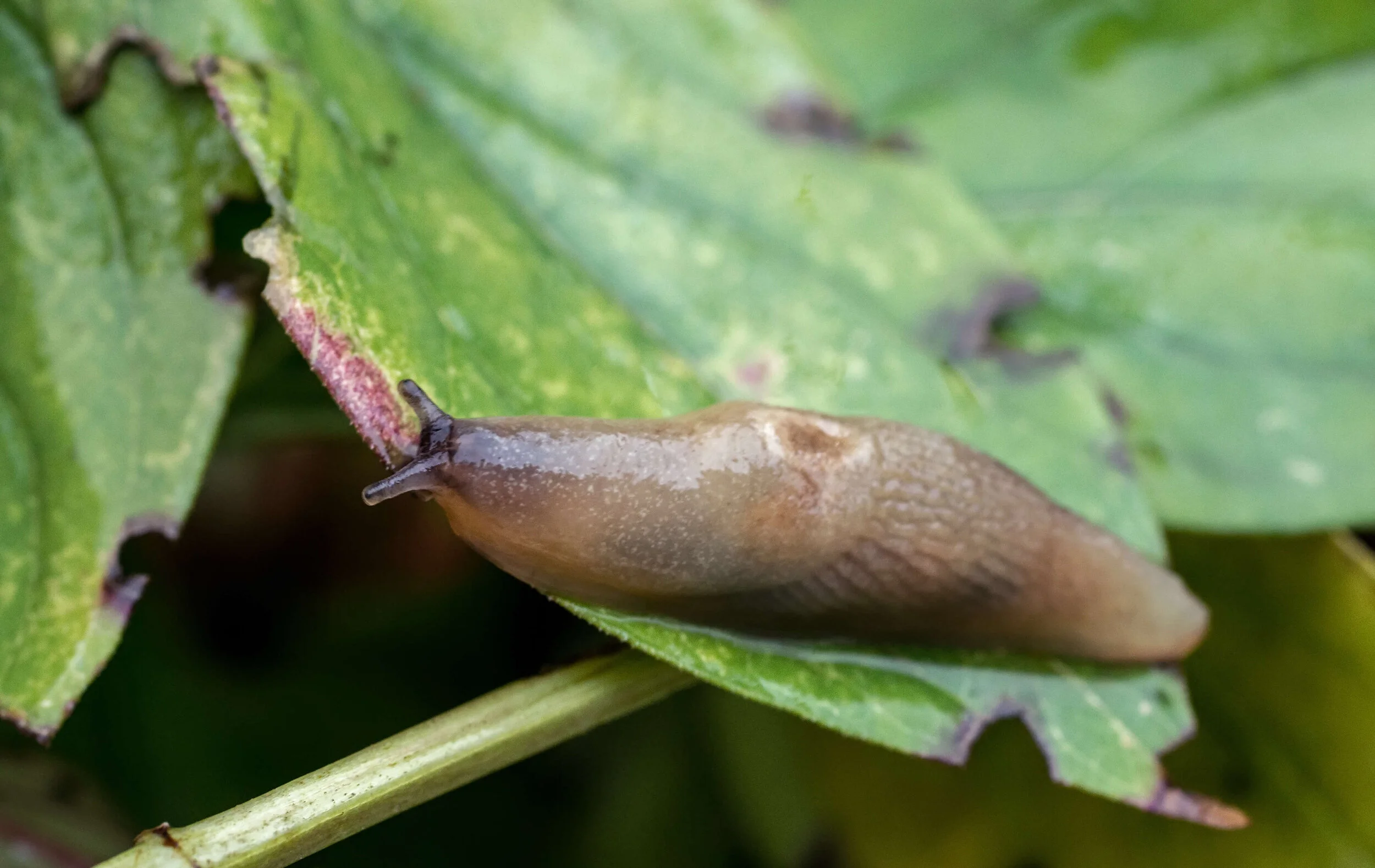 Don’t forget Slugs this Autumn