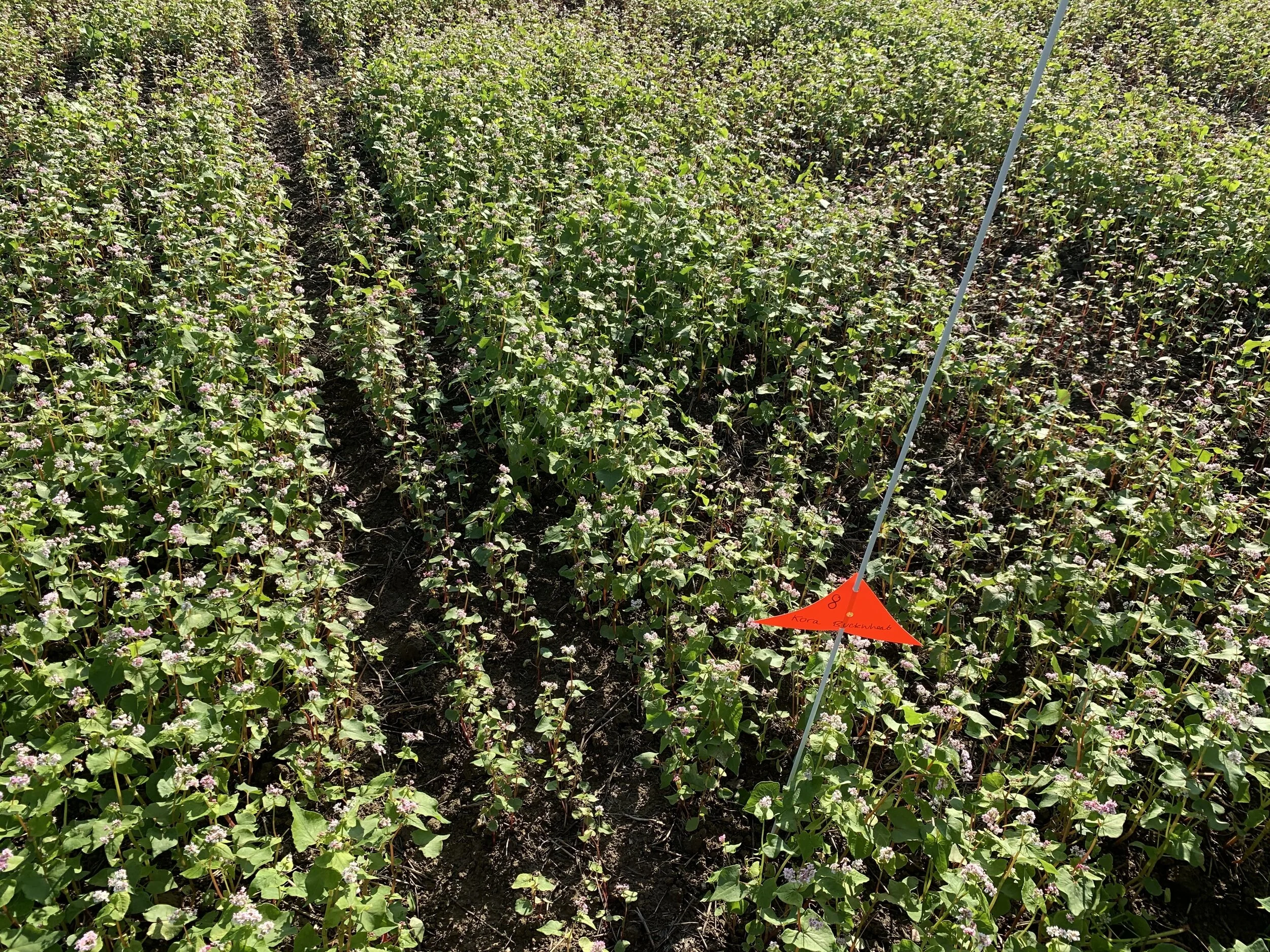 Cover crop trial update