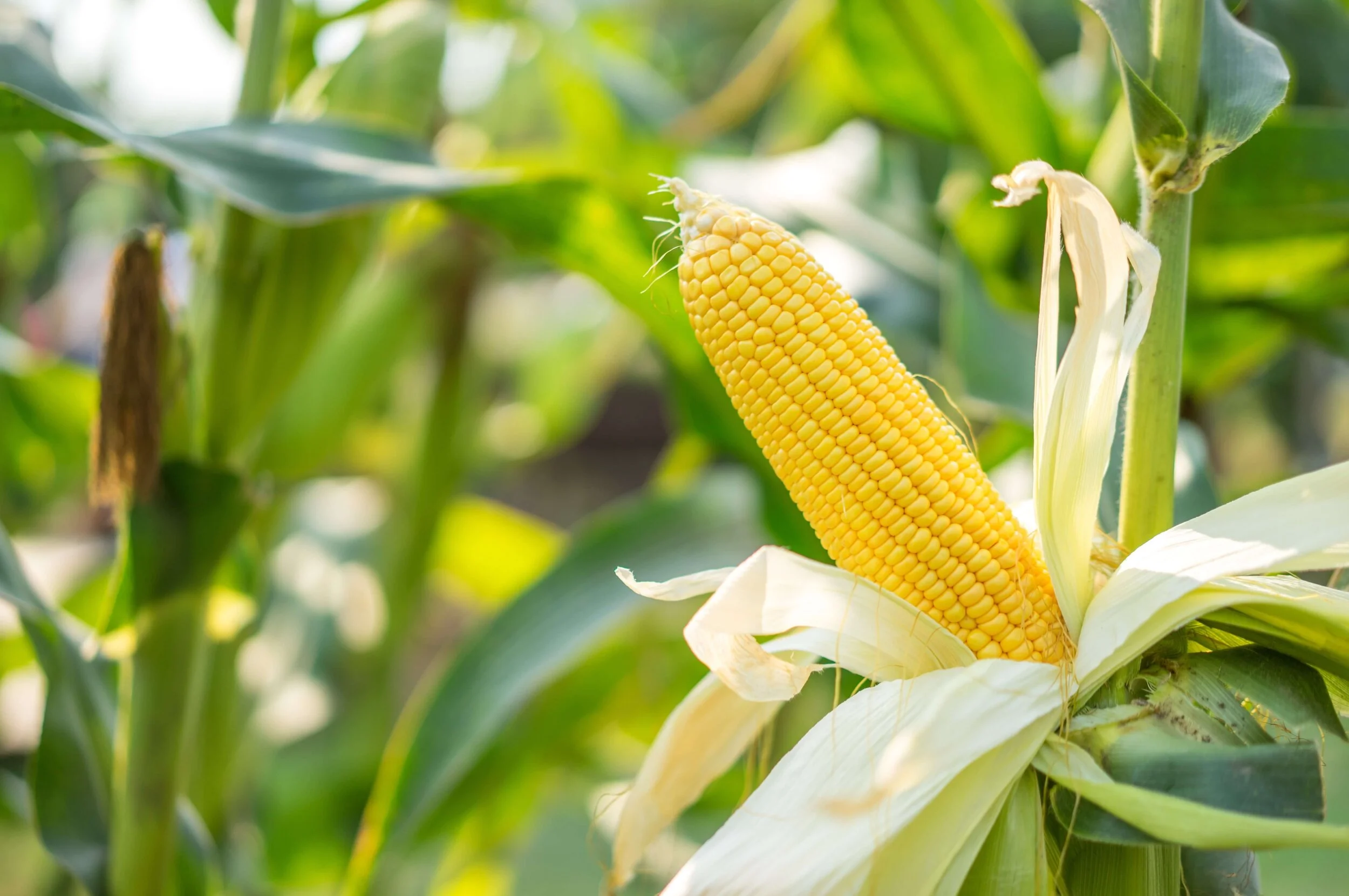 Why grow maize?
