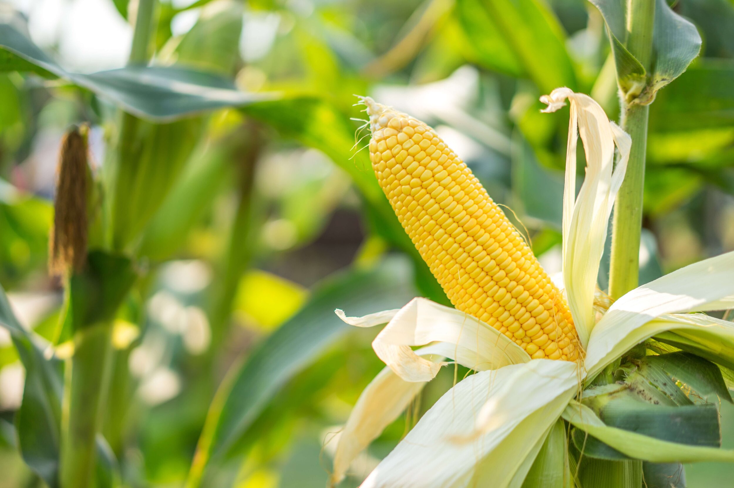 Why Grow Maize Bartholomews enhancing-income-of-farmers-through-maize-cultivation-in-bihar-sm