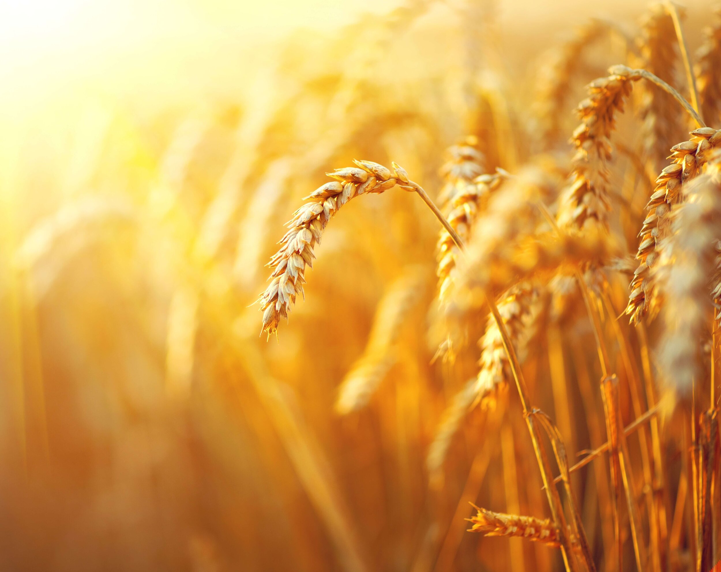 Monday Market Briefing - 4th January 2021