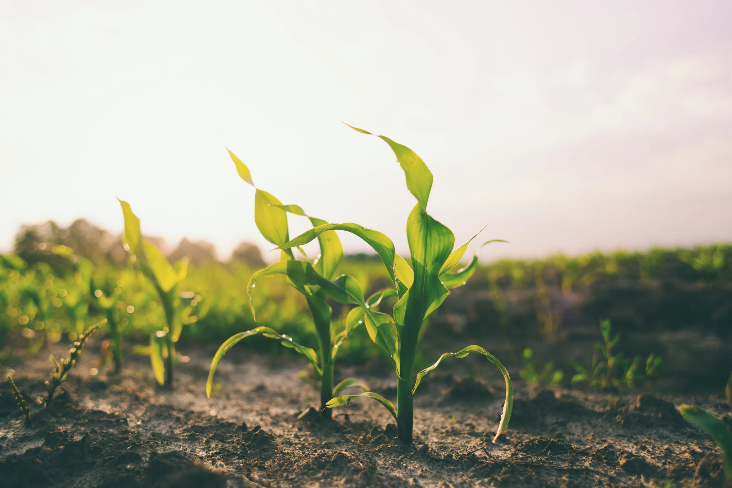 Keys to successful Maize agronomy this spring