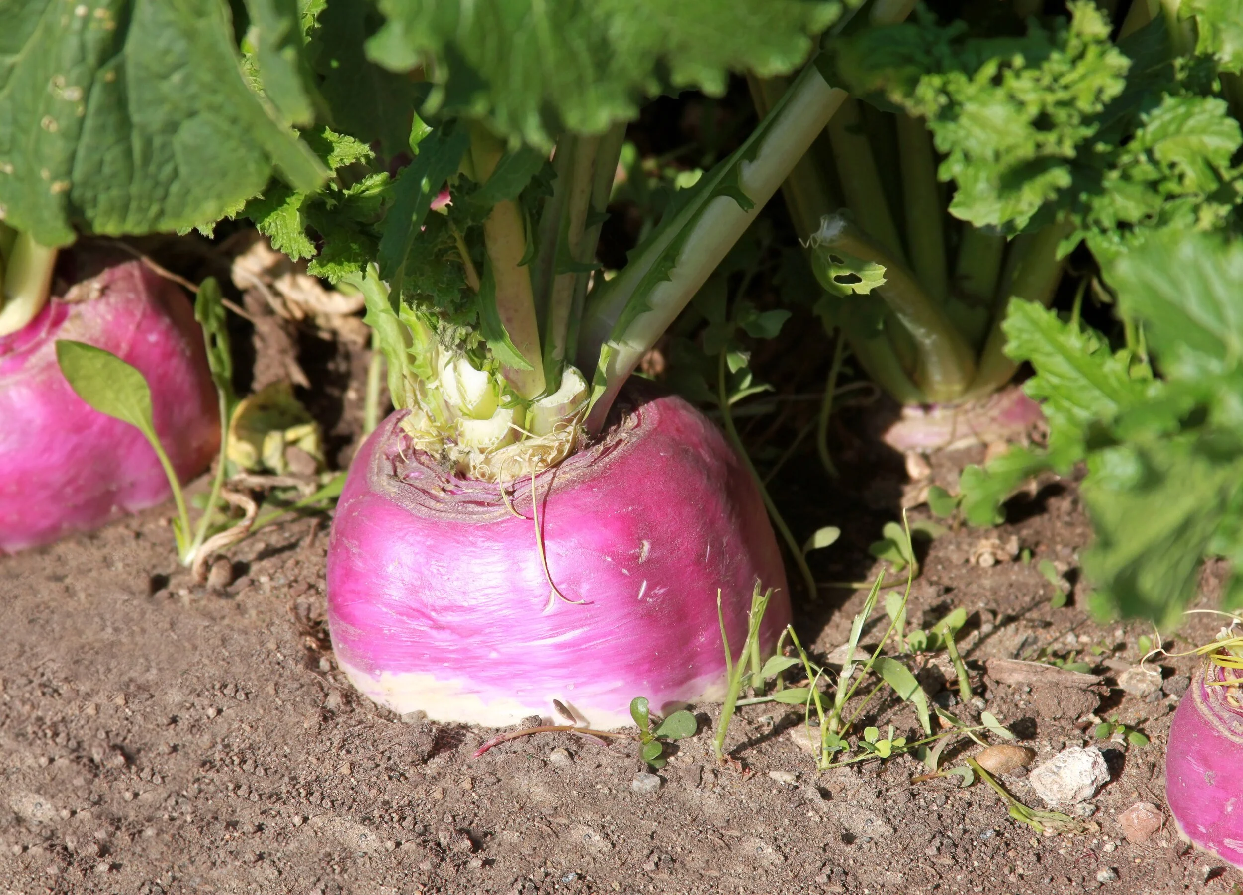 Summer Stubble Turnip Sowing