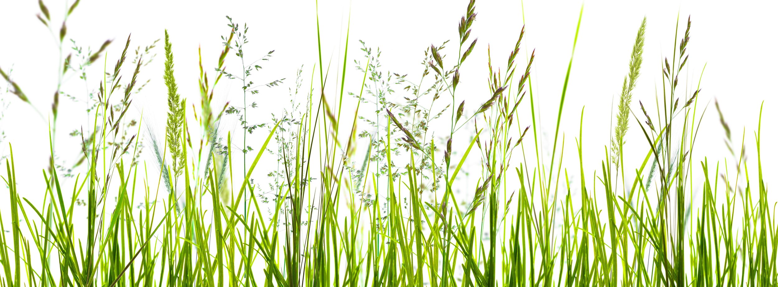 Choosing to grow a multi species ley