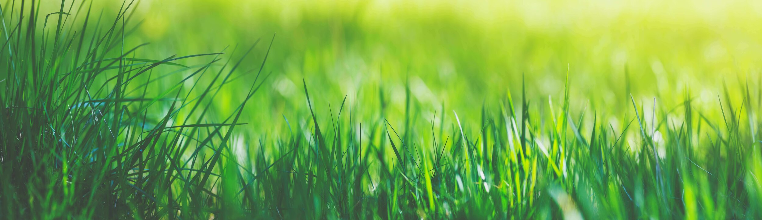 Autumn grass reseeding