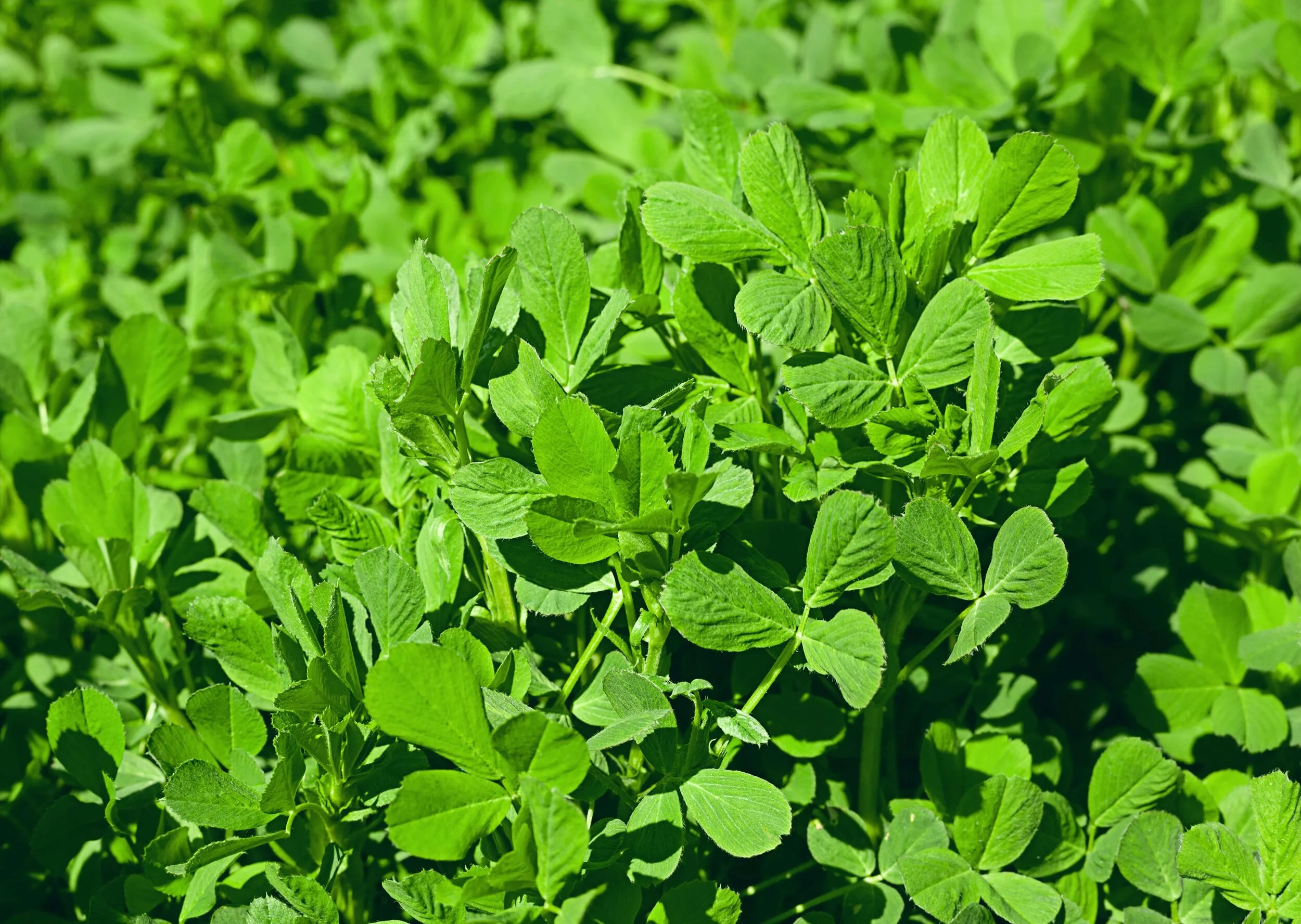 Late sown Forage crop options