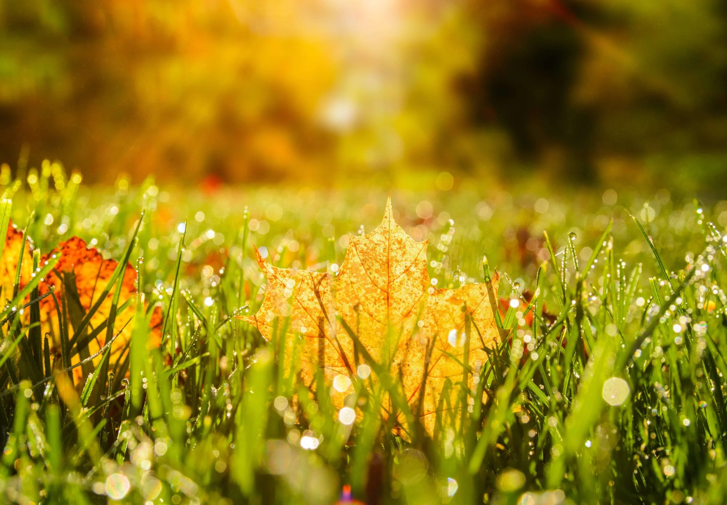 Why you shouldn’t overlook an autumn reseed