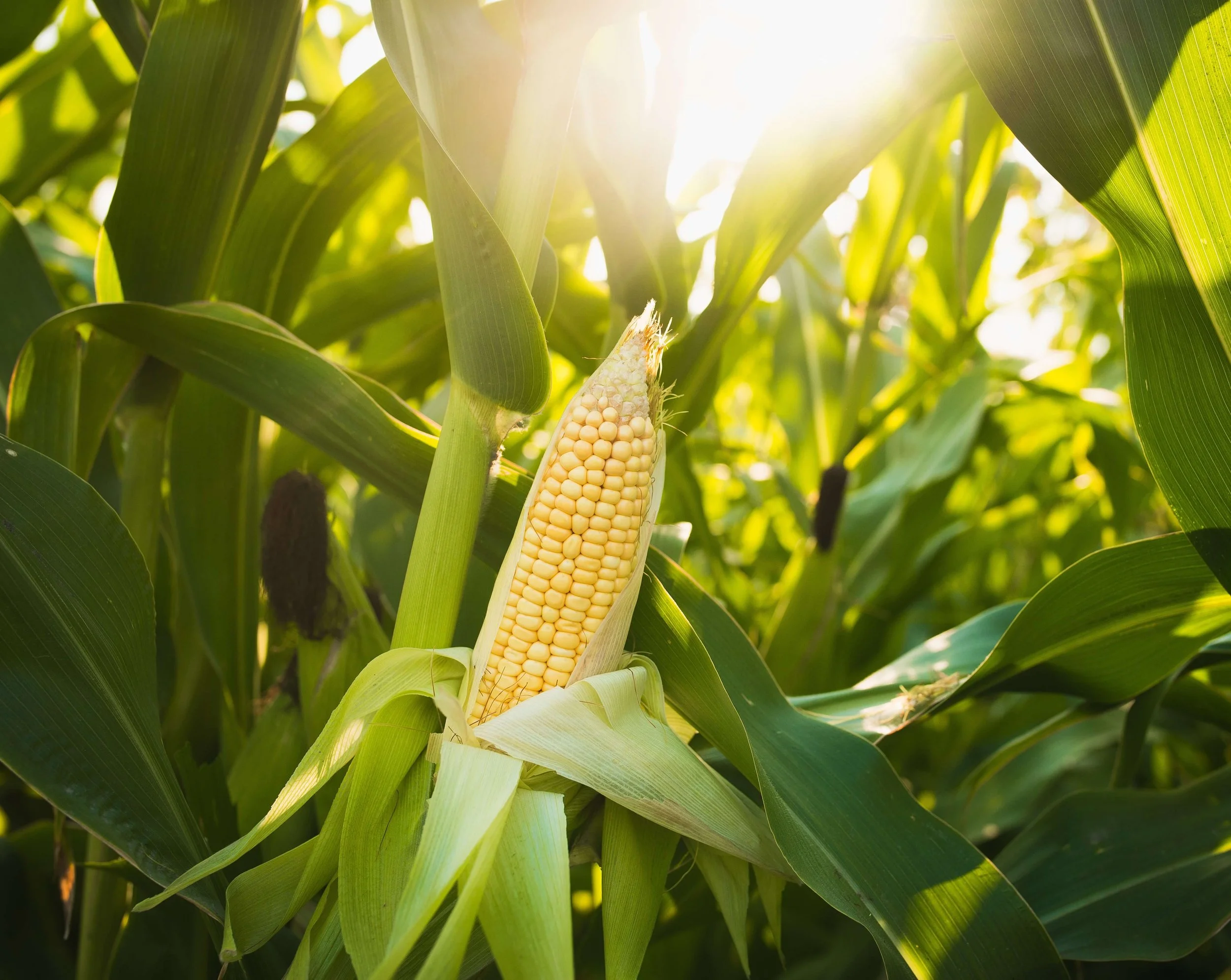 Planning for Spring Maize
